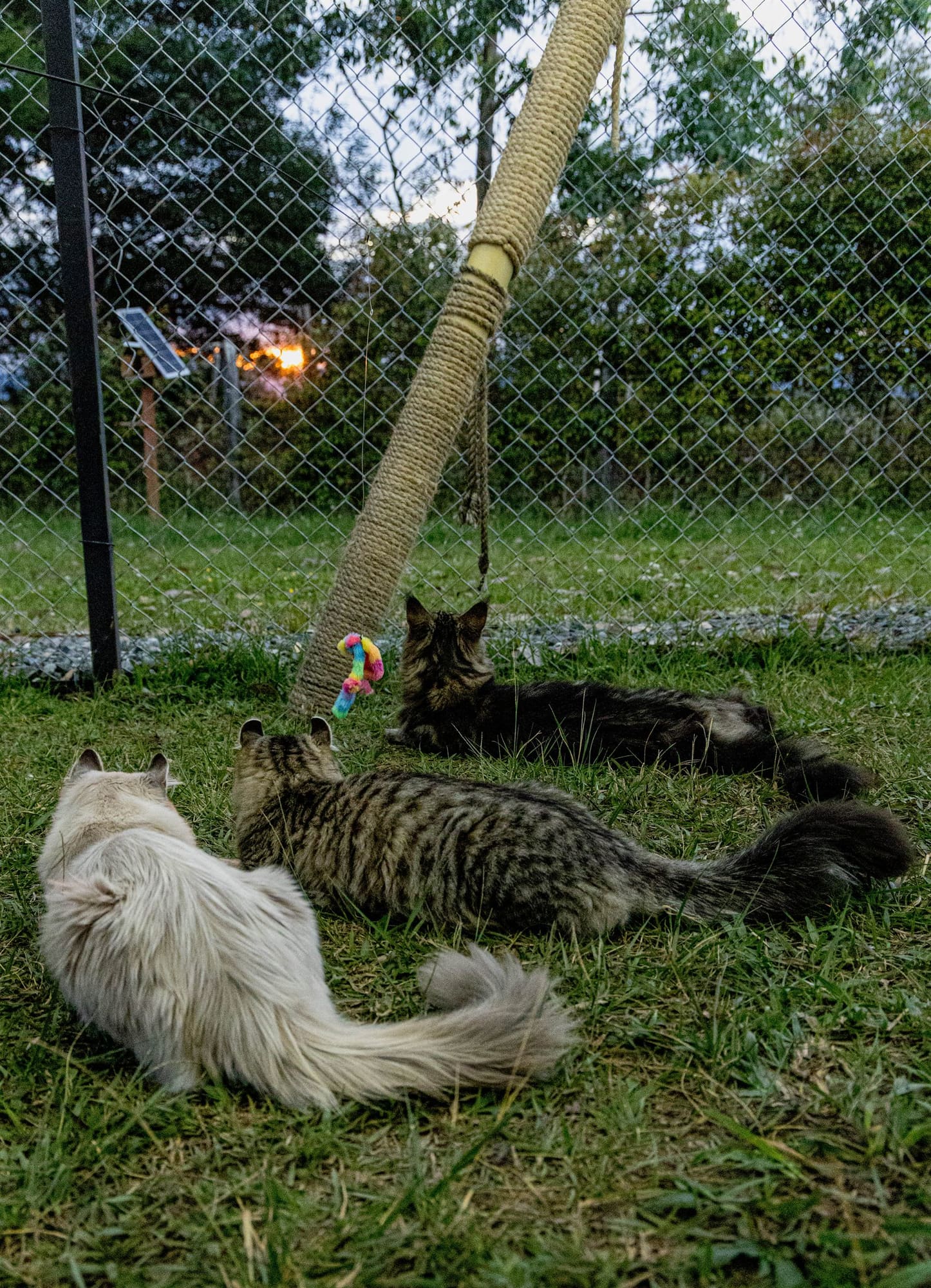 El entorno donde crecen los gatos de BigPaws.TV en Rionegro
